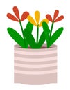 Indoor Flowers in Pot, Houseplant for Decoration