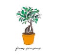 Vector pot plant illustration. ficus ginseng hand drawing. houseplant sketch.