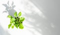 Plant in pot with Light and shadow, minimalism concept . Greening home with Houseplants.