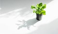 Plant in pot with Light and shadow, minimalism concept . Greening home with Houseplants.