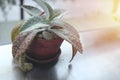 A plant pot on a metal table In a cafe Terrace seating area