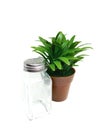 Plant in pot and pepper jar on white background