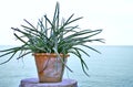 Plant Pot Sea Gulf Blue Background