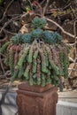 Succulent plants decorating a garden