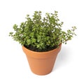 Plant pot with a Thymus pulegioides Tabor plant on white background