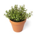 Plant pot with a Thymus pulegioides Tabor plant on white background Royalty Free Stock Photo