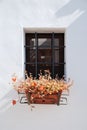 Plant Pot in Trullo Window Royalty Free Stock Photo