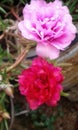 A plant on a pot with two flowers