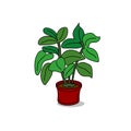 Plant in pot vector clipart