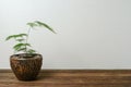 Plant in pot on wooden table Royalty Free Stock Photo