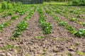 Plant potatoes in the garden Royalty Free Stock Photo