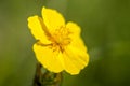 Plant potrait common rock-rose