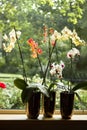 Plant pots with Moth Orchids in window Royalty Free Stock Photo