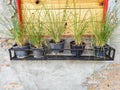 Plant pots are placed in a row near the window, with brick and cement wall. Royalty Free Stock Photo