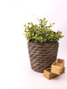 Plant pots and saplings made from wood in a white scene Royalty Free Stock Photo