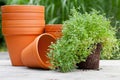 Plant pots Royalty Free Stock Photo