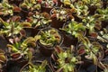 Plant pots with Venus flytrap close up Royalty Free Stock Photo