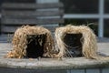 Plant pots with withered herbs looking like old people without c