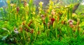 The plant is a predator of sarracenia. Royalty Free Stock Photo