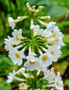 A plant with pretty little white flowers Royalty Free Stock Photo