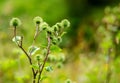 Plant prickly burdock in Germany in the garden Royalty Free Stock Photo