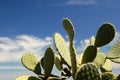 A Plant Of Prickly-pears ...