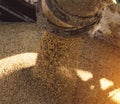 Plant for processing and storing grain, loading grain into a truck body, close-up, crop