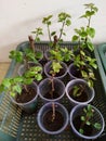 Plant propagation is the process in growing new plants from a variety of sources: seeds, cuttings, and other plant parts