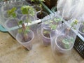 Plant propagation is the process in growing new plants from a variety of sources: seeds, cuttings, and other plant parts.