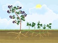 Blackberry plant vegetative reproduction scheme