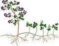 Plant propagation by sucker. Blackberry plant vegetative reproduction scheme