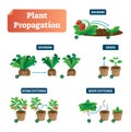 Plant propagation vector illustration diagram. Scheme with biological labels on suckers, division, seeds, stem and root cuttings.