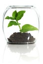 Plant protected in glass Royalty Free Stock Photo