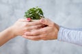 Plant protection hands hold potted houseplant Royalty Free Stock Photo