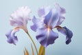 Plant purple blossoming spring blooming background blue gardening flower iris nature Royalty Free Stock Photo