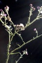 Plant with purple blossoms with tiny spines in the strong sun light