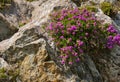 Plant with purple flowers between crevices in Ireland Royalty Free Stock Photo