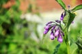 Plant with purple hanging flowers isolated against a blurred background