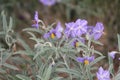 Plant with Purple Yellow Flowers Royalty Free Stock Photo