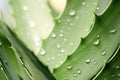 Plant rain garden nature leaf macro wet freshness fresh water texture green spring background Royalty Free Stock Photo