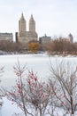 Plant with Red Berries along the Shore of the Frozen Lake with Snow at Central Park in New York City during Winter with the Upper Royalty Free Stock Photo