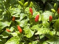 plant of red Bird Chili