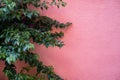 A plant and a red concrete wall. Architectural composition.