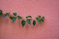 A plant and a red concrete wall. Architectural composition.