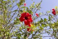 A plant with red flowers Hibiscus grows and blooms close-up Royalty Free Stock Photo