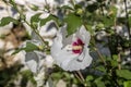 A plant with red flowers Hibiscus grows and blooms close-up Royalty Free Stock Photo