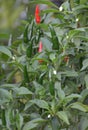 a plant with red and green peppers growing in garden Royalty Free Stock Photo