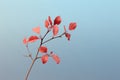 a plant with red leaves against a blue sky Royalty Free Stock Photo