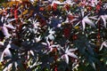 Plant with red leaves and red spiky flowers - bush of Picinus Communis on sunny day