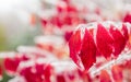 Red leaves and branches are frozen into beautiful iciles Royalty Free Stock Photo